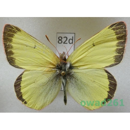 Colias scudderi Reakirt, 1865 male USA82d